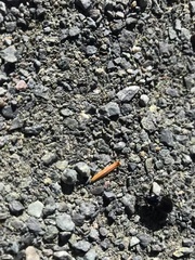 Sphaeroderus