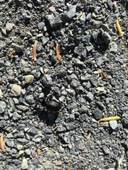 Sphaeroderus