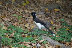 Cyanocorax cyanopogon