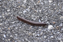 Narceus americanus