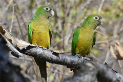 Eupsittula cactorum