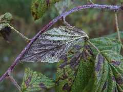 Phragmidium rubi-idaei