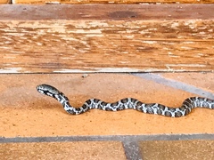 Mastigodryas pulchriceps