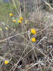 Senecio bupleuroides