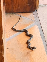 Mastigodryas pulchriceps