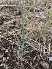 Senecio bupleuroides