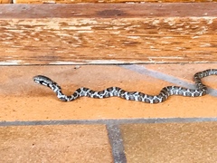 Mastigodryas pulchriceps