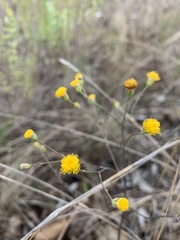 Senecio bupleuroides