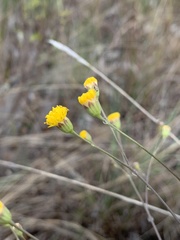 Senecio bupleuroides