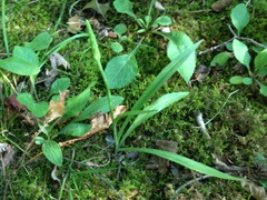 Spiranthes ochroleuca