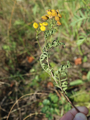 Puccinia tanaceti