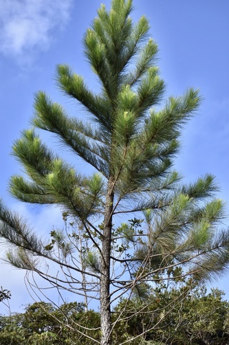 Pinus cubensis, 2020-09-30