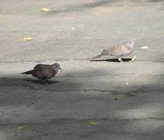 Streptopelia senegalensis