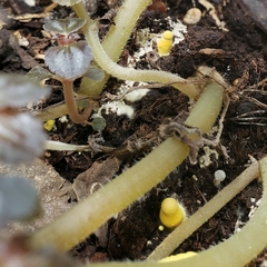 Leucocoprinus birnbaumii image