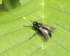 Paykullia maculata