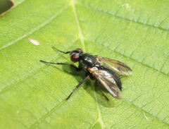 Paykullia maculata