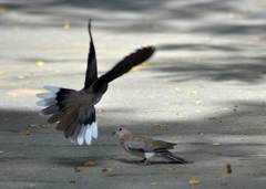 Streptopelia senegalensis
