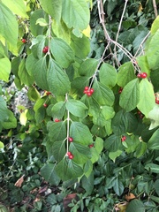 Lonicera maackii