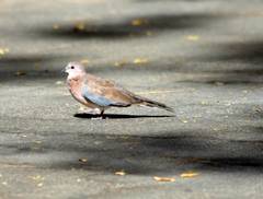 Streptopelia senegalensis