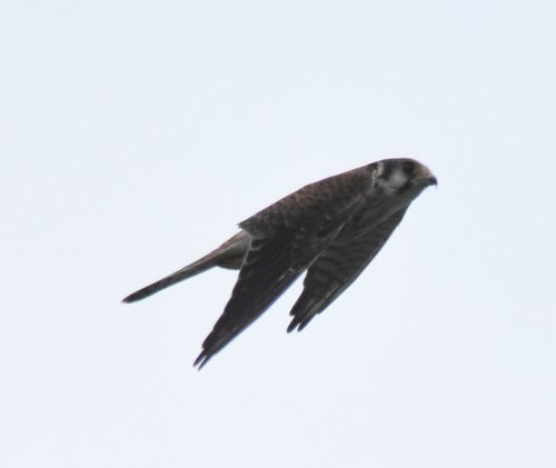 Falconidae image