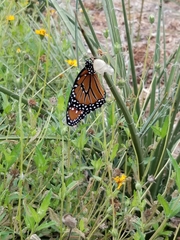 Danaus gilippus