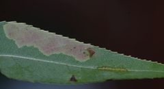 Aulagromyza tridentata