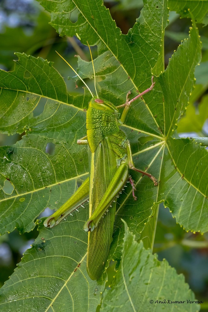 Chondracris bengalensis
