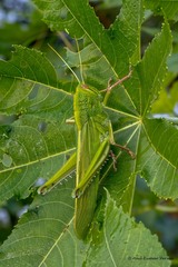 Chondracris bengalensis