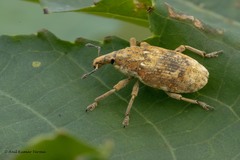Xanthochelus major