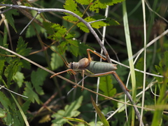 Ephippiger ephippiger