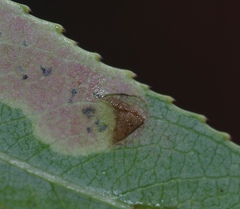 Aulagromyza tridentata