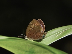 Arhopala eumolphus maxwelli