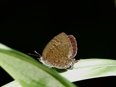 Arhopala eumolphus maxwelli
