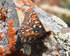 Euphydryas anicia brucei