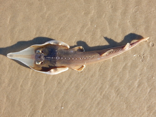 Brazilian guitarfish (Pseudobatos horkelii) — Rhinobatidae — 2