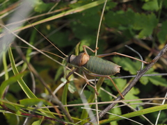 Ephippiger ephippiger