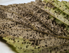 Phragmidium rubi-idaei