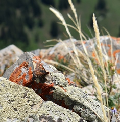 Euphydryas anicia brucei