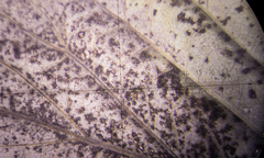 Phragmidium rubi-idaei