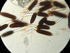 Phragmidium rubi-idaei