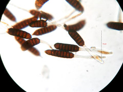 Phragmidium rubi-idaei