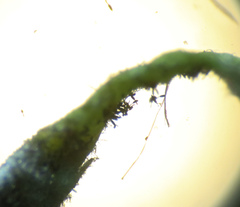 Phragmidium rubi-idaei