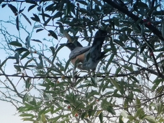 Turdus migratorius