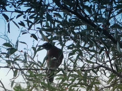 Turdus migratorius