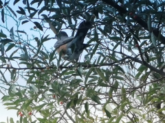 Turdus migratorius image