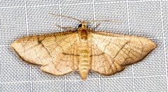 Hypolamprus ypsilon