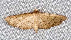 Hypolamprus ypsilon