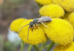 Halictus tumulorum