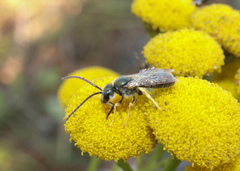 Halictus tumulorum