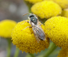 Halictus tumulorum